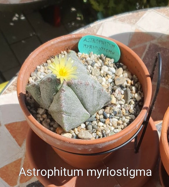 Astrophitum myriostigma.jpeg